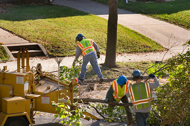 Best Large Tree Removal  in Port Byron, IL